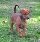 pinscher Tik Valp