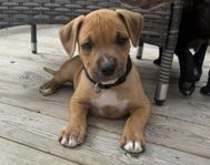 LEVERANSKLARA underbara bully/amstaff valpar