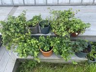 Murgröna 10 kraftiga plantor