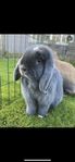 Mini lop hona 