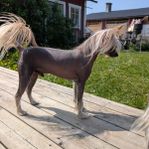 Chinese crested SKK