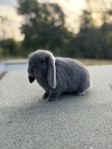 Mini lop hane