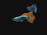 Guppy: Röd Mosaik Dumbo Guppy
