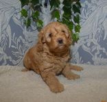 cockerpoo 