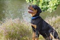 Rottweilervalpen Lyckovinstens Otroliga Oboy