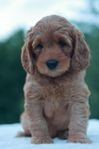 Multigeneration Labradoodle 