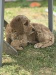 Multigeneration Labradoodle 