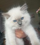 ragdoll med stamtavla