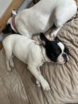 fransk bulldog kleo 9 mån valp säljes