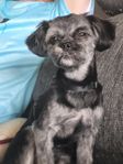 shitsu chichua hane snart 1 år