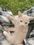 Kattungar