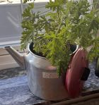 Blomkruka 