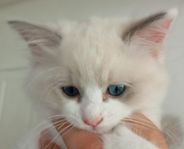 ragdoll med stamtavla