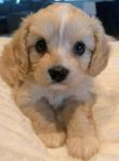Fantastisk Cavapoo F1 mini valp pojke allergivänlig 