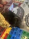 Underbar hamster söker nytt hem pga allergi. 