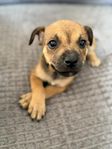 Staffordshire bullterrier 