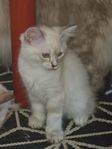 Leverans ragdoll kattunge