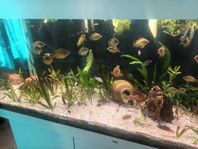 Herotilapia multispinosa 
