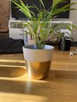 Areca palm med guldfärgad kruka – 60 x 20 cm