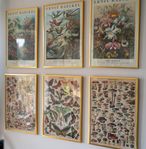 Fotoramar med posters/bilder till salu - Set 6x