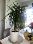 Dracaena