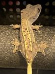 Cappuccino Poss 0.1. Ögonfransgecko. 