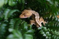 1.0 Harlequin Ögonfransgecko