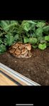 orm super snäll kejsarboa  inkl terarium