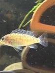 Tropheops gracilior mc/ ob - Malawi 