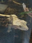 Ögonfransgecko