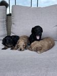 Mycket fina Cavapoo F1B valpar 