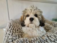 Bichon Havanaise valpen Molly