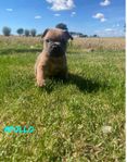 Fransk Bulldog valpar