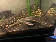 Akvariefiskar - choklad mal, synodontis, mal öronålar