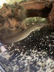 Akvariefiskar - Pilnäbbålar,  Scalar