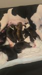 Staffordshire Bullterrier blandras