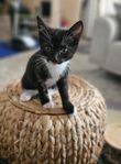 kattungar