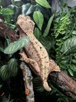 ögonfransgecko hona