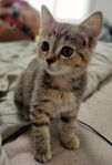 Kattunge 