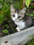 Fin kattunge 
