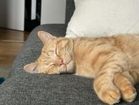 Ungkatt till salu