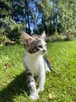Kattungar säljes 