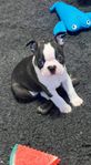 Underbara Bostonterrier valpar