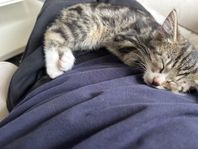 Kattungar