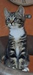 Kattunge, hon