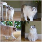 Två underbara ragdolls – mor och dotter med stamtavla