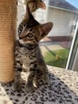 Kattungar 