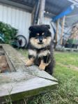Underbar Pomchi valp 