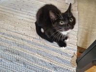 kattunge 