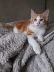 kattunge hane Ragdoll blandning 